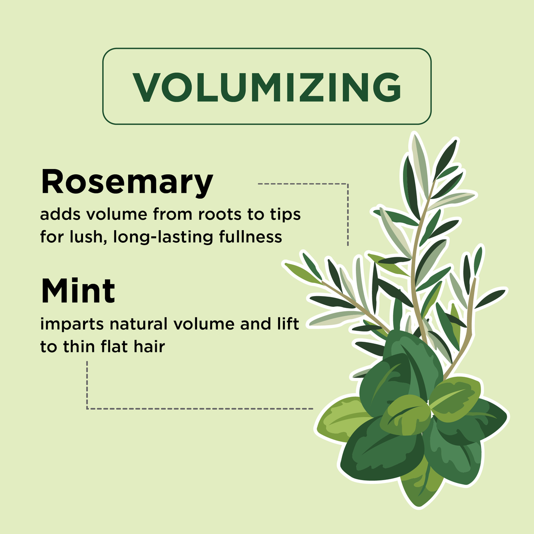 Volumizing Shampoo with Rosemary and Mint