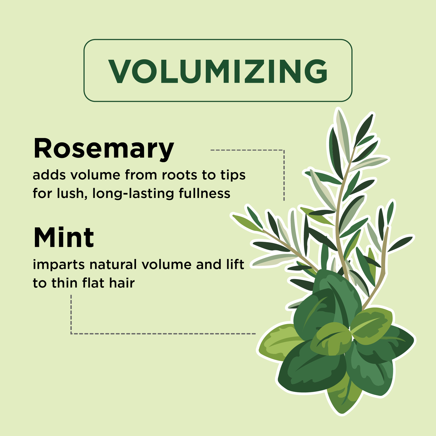 Volumizing Shampoo with Rosemary and Mint
