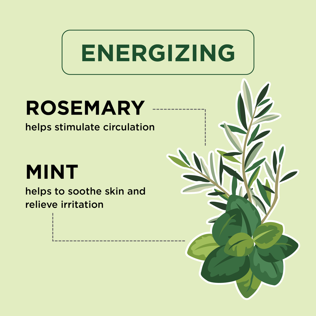 Rosemary &amp; Mint Collection