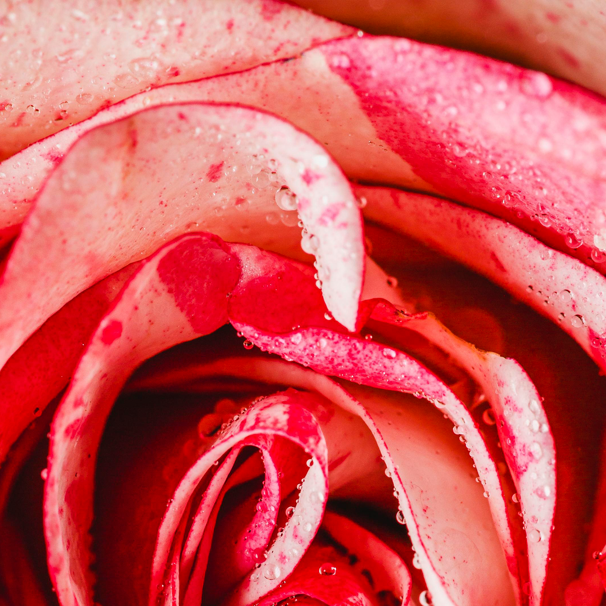 Petal Fresh Rose Veil Nourishing Body &amp; Hair Mist with Collagen