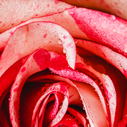 Petal Fresh Rose Veil Nourishing Body &amp; Hair Mist with Collagen