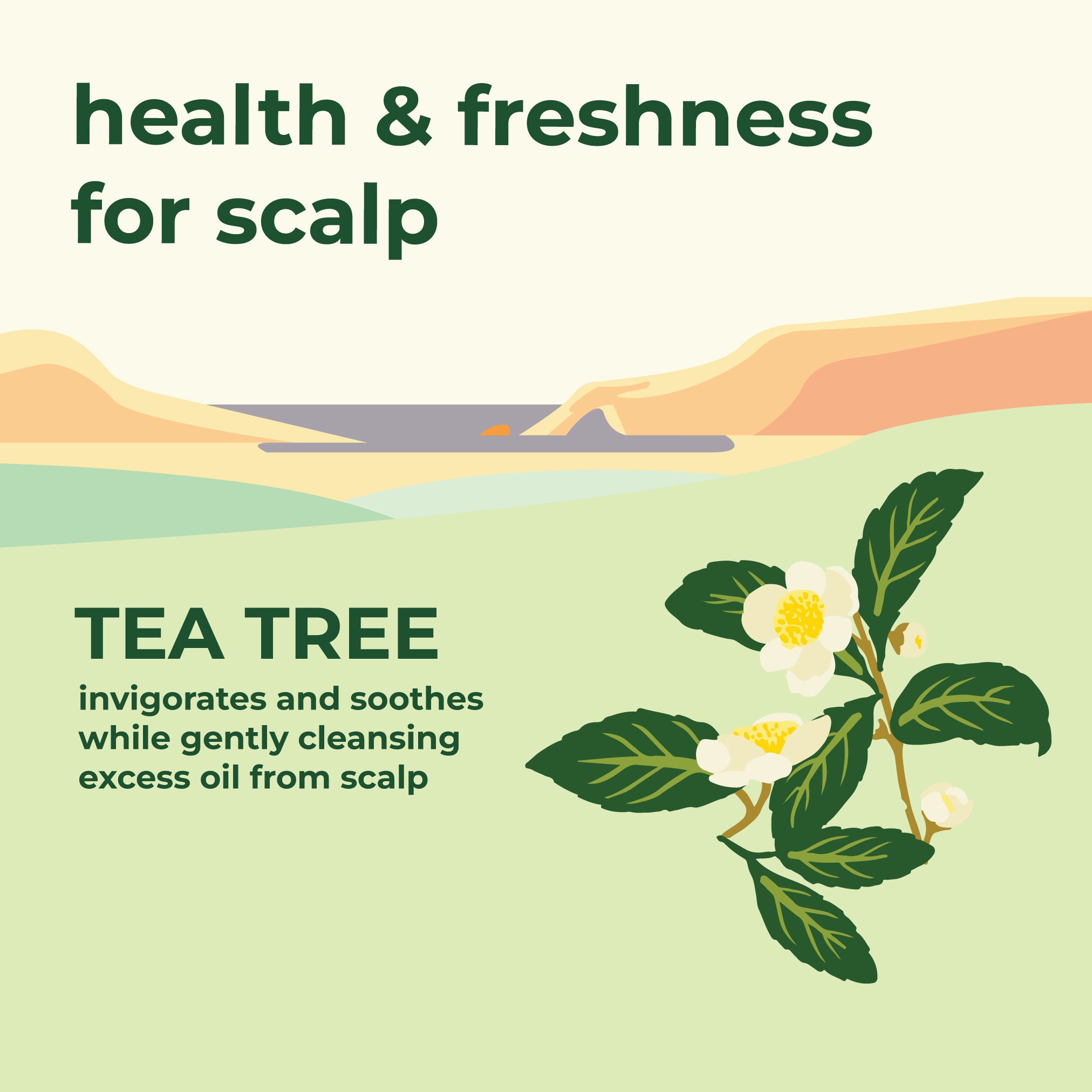 Amazing Tea Tree Scalp Treatment Background Illustration Amazing Tea Tree Scalp Treatment Background Illustration